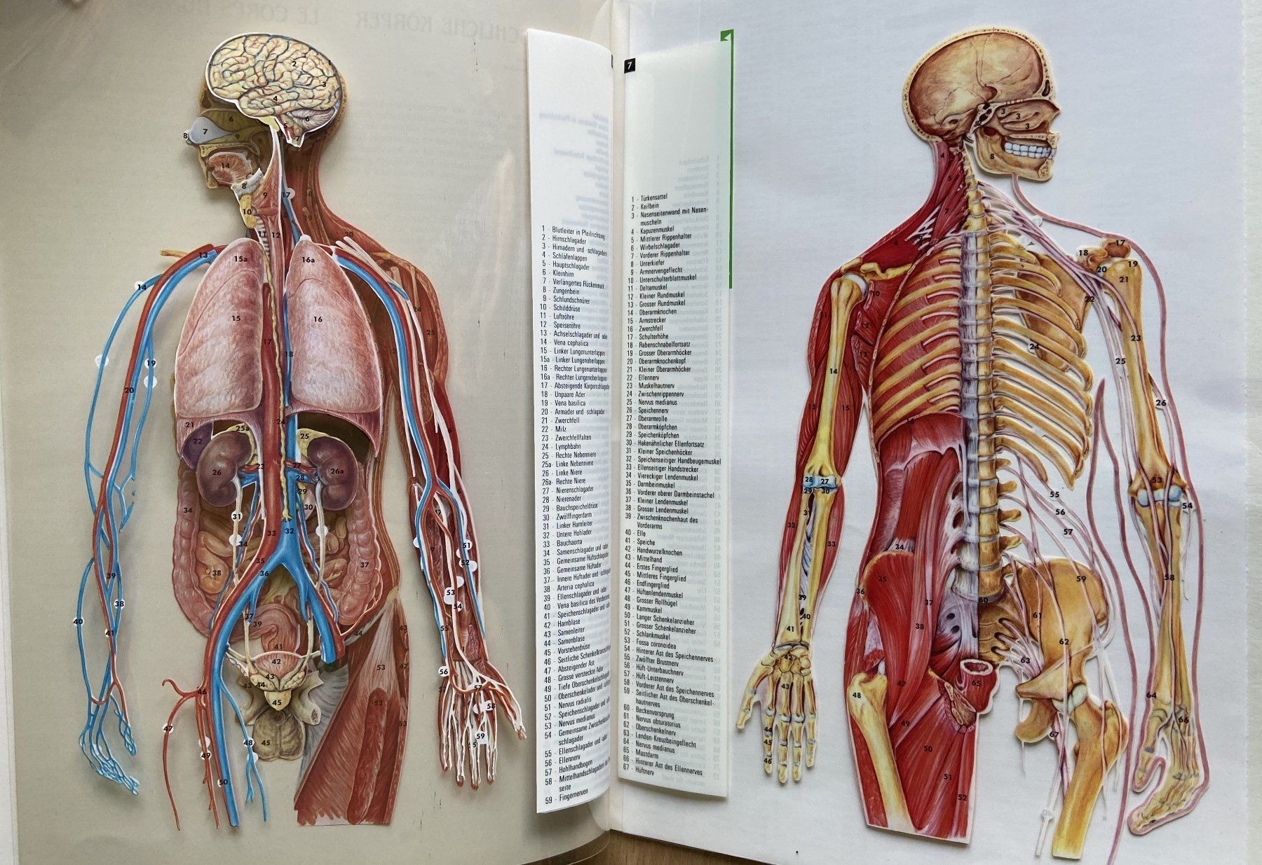 Libri: Transvision Bildtafeln Der Menschliche Körper – Usato da Böckten venduto da Hansi36 5