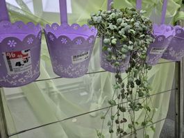 6 Stück Hängetopf Bari lila 12 hoch /13cm Durchmesser