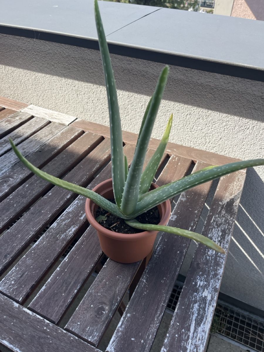 Pflanzen & Samen: Aloe Vera Pflanze 40cm – Neu und originalverpackt aus Küsnacht ZH von imaxc