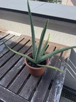 Aloe Vera Pflanze 40cm