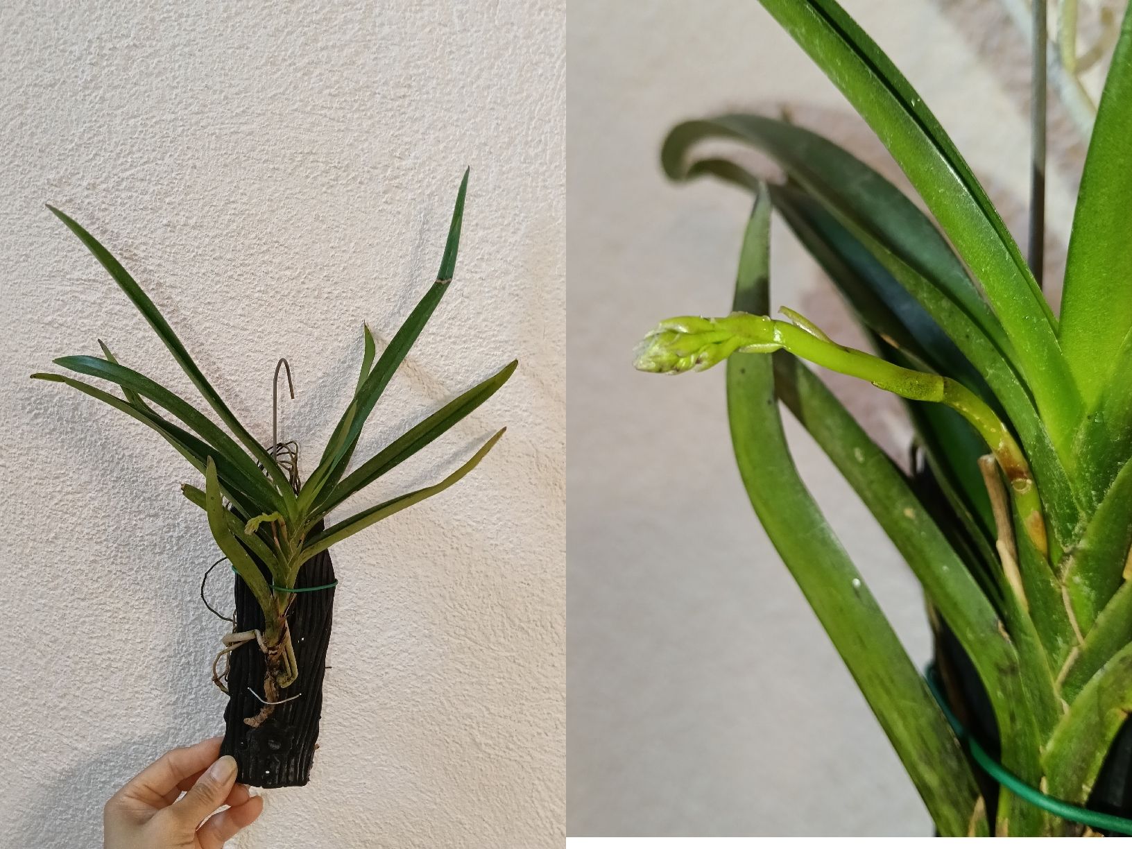 Plantes & graines: Vanda Twinkle – Neuf (Voir description) à schöftland par UniquePlants