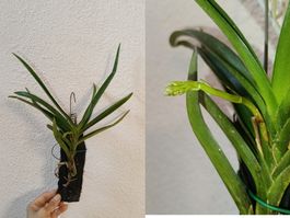 Vanda Twinkle
