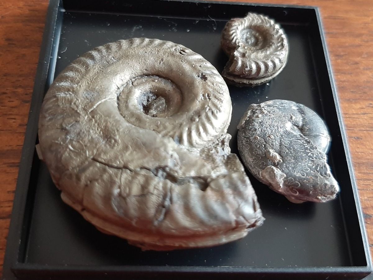 Fossili: Pyrit Ammoniten Frankreich – Usato da Rickenbach BL venduto da Oktober68 2