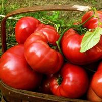 50 Samen TOMATE BRANDYWINE  Alte Sorte