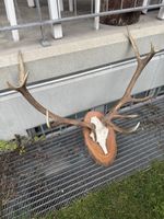 Kapitaler 12-Ender Hirschstier aus Bündner Jagd