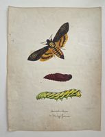 Schmetterling Buch lose Orig. Aquarell/Gouache 19.h  32x24cm
