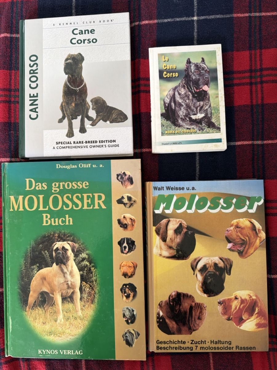 Libri: Cane Corso & Molosser Hunde Bücher Sammlung – Usato da Zürich venduto da d.reitzer