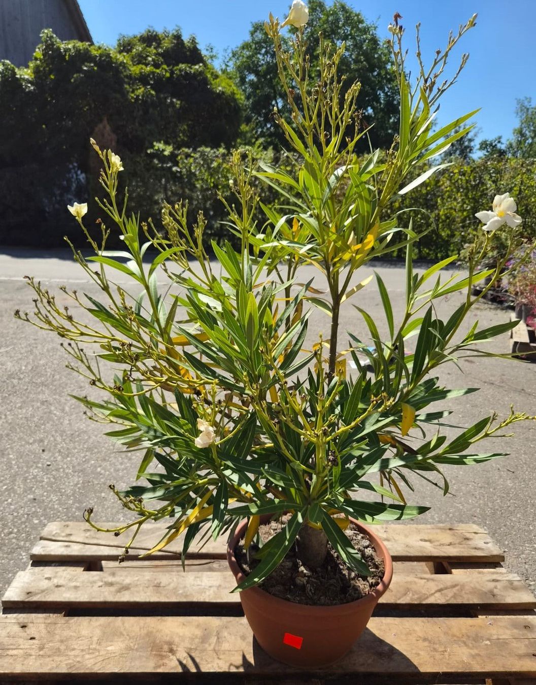 Piante & sementi: Nerium Oleander – weiss, einfach blühend – Usato da Forch venduto da WeberC 1