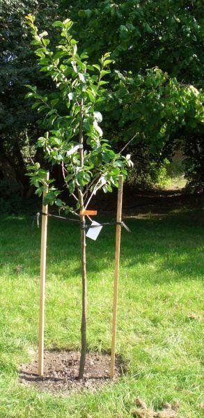 Pflanzen & Samen: Obstbäume / Obstbaum – Neu und originalverpackt aus Kleinwangen von obs_yb77 1