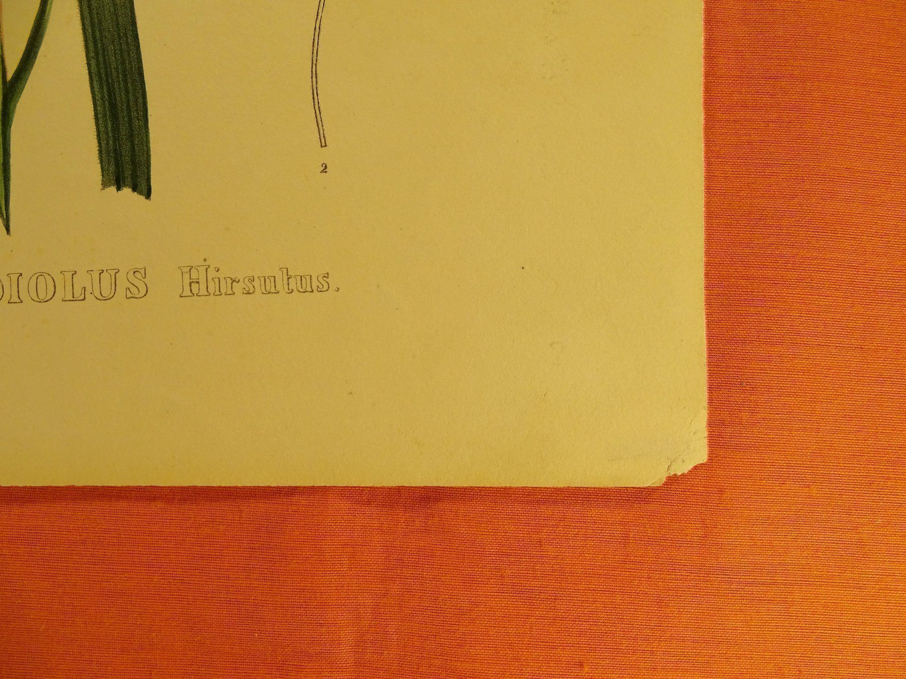 Grafica & Litografie: GLADIOLUS HIRSUTUS, LITHOGRAPHIE UM 1880 – Usato da Grüningen venduto da Kartensammler 3