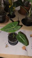 Alocasia Frydek Albo Variegata