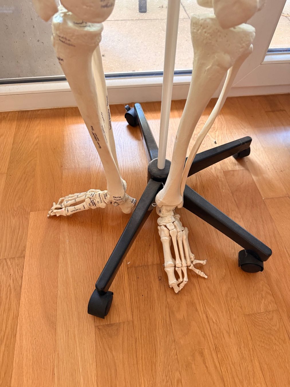 Figurines: Anatomie Skelett - Lebensgross – D'occasion à Anglikon par _stxphxnixbxll 5