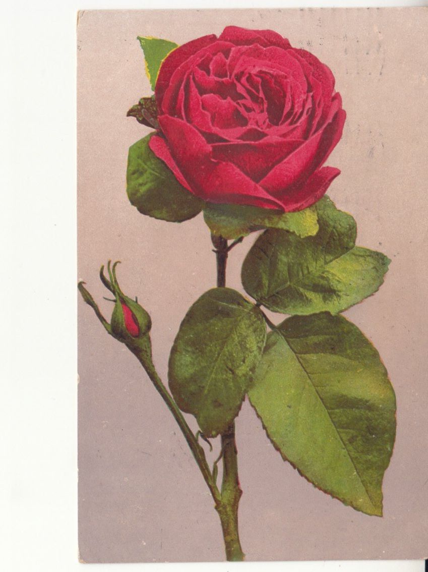 Cartoline postali: Motivkarte Rose 1915 – Usato da Bürglen TG venduto da StampGraf