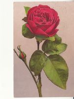 Motivkarte Rose 1915