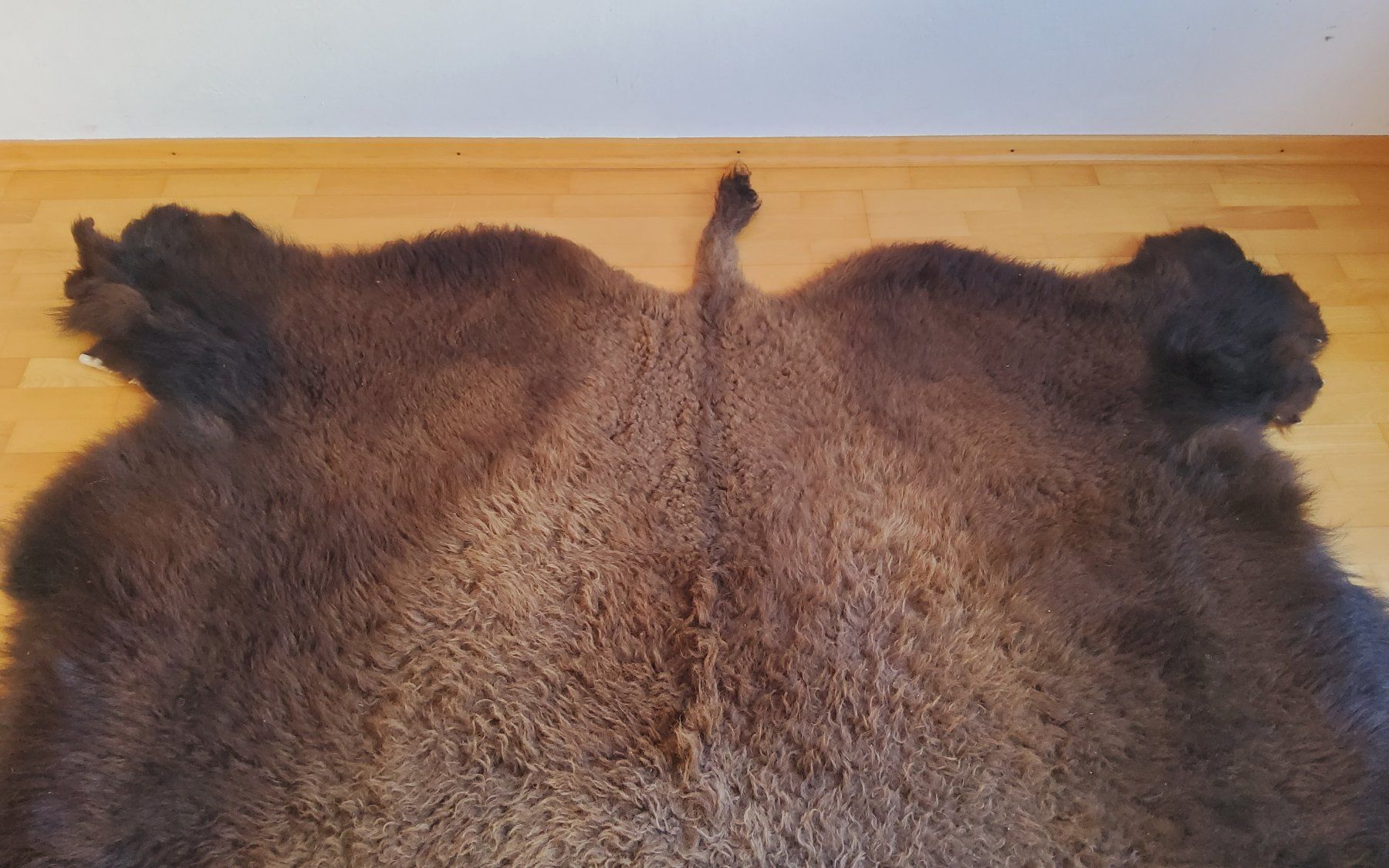 Il mondo degli animali: Bisonfell (Echt) – Nuovo (secondo la descrizione) da Ruggell venduto da Tim-Werk 4