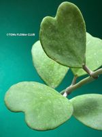 Hoya Kerrii - 100% Bio-Pflanze