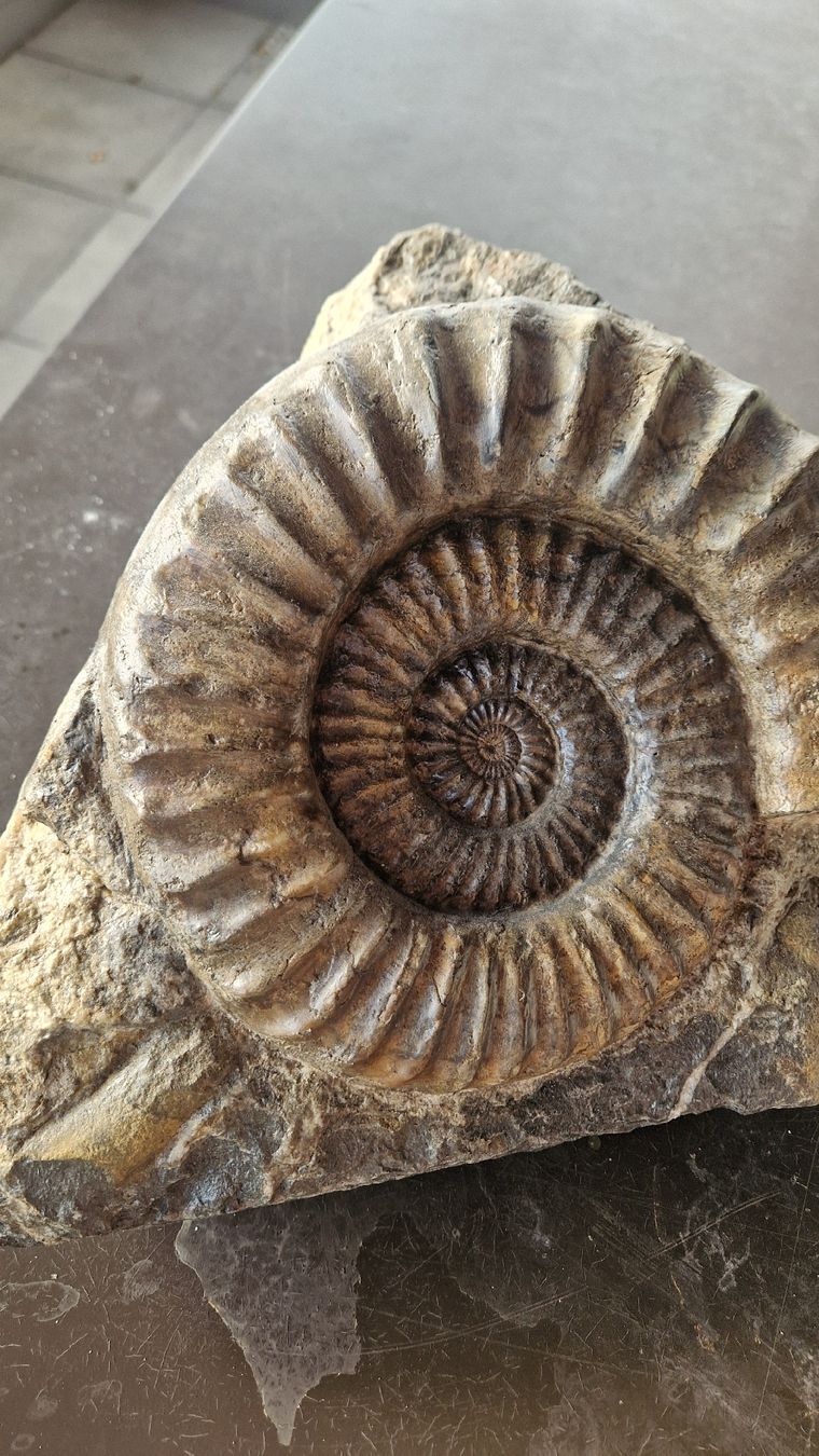Fossili: Grosser Ammonit Arietites  – Usato da Niederhasli venduto da rehauge01 6