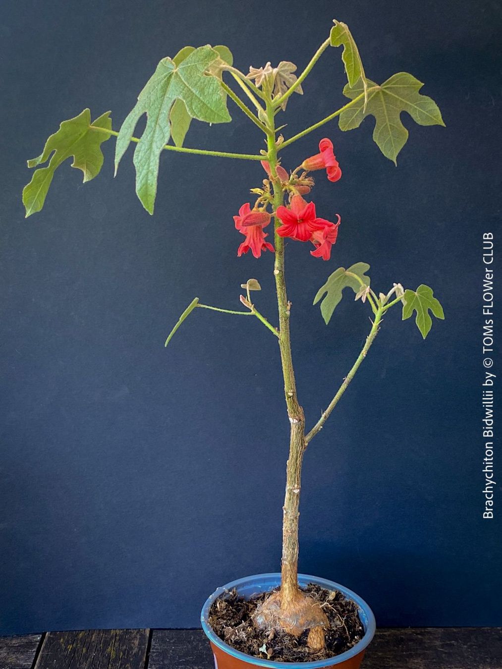 Plantes & graines: Brachychiton Bidwillii - australischer Flaschenbaum – Neuf avec emballage d'origine à Adliswil par astom369 9