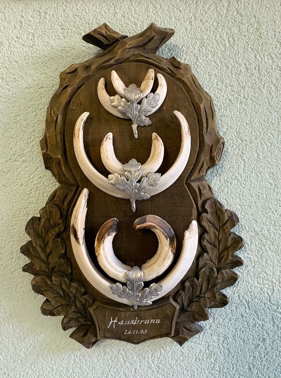 Il mondo degli animali: Wildschweinzahn-Trophäe auf Holz, Deko,  – Usato da Wettingen venduto da Bwalti 1