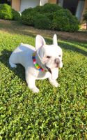 French  Bulldog  Plüsch