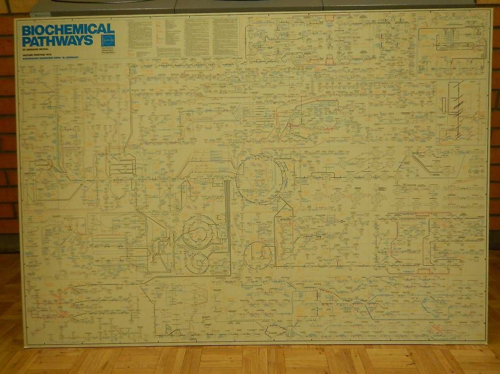 Foto & Immagini: Plakat Bild Biochemical Pathways Biochemie Stoffwechselwege – Usato da Hinterkappelen venduto da atomschnee