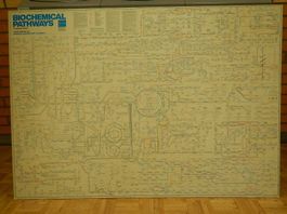 Plakat Bild Biochemical Pathways Biochemie Stoffwechselwege