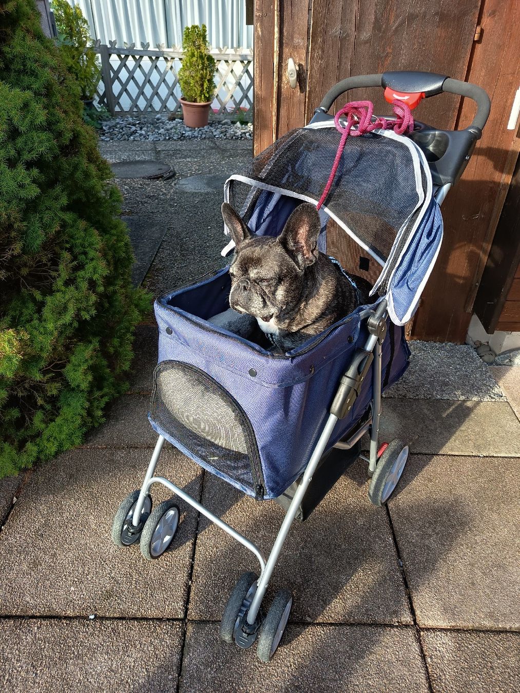 Niches, paniers: duvoplus pet buggy / hundebuggy – Neuf (Voir description) à Wald ZH par -lea- 4