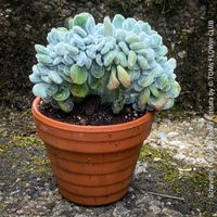 Echeveria Pulvinata Frosty Cristata - seltene Cristata-Form