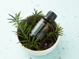 DoTerra Siberian Fir Öl 15ml - Winter Aroma Duft AUSVERKAUF!