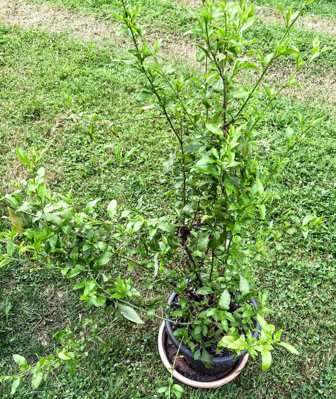 Piante & sementi: Hellblau blühende Bleiwurz / Plumbago als Topfpflanze – Usato da Dübendorf venduto da Orchid18 2