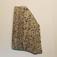 Dalmatiner Jaspis 15x9cm polierte Scheibe Slab