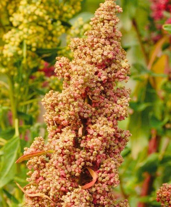 Piante & sementi: 100 SAMEN GRAINES SEMI SEEDS Quinoa – Nuovo e nell'imballaggio originale da Rovio venduto da POSITIFFARTandPLANTS 1
