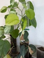 Scindapsus Pictus Jade Satin Variegated (mother plant)