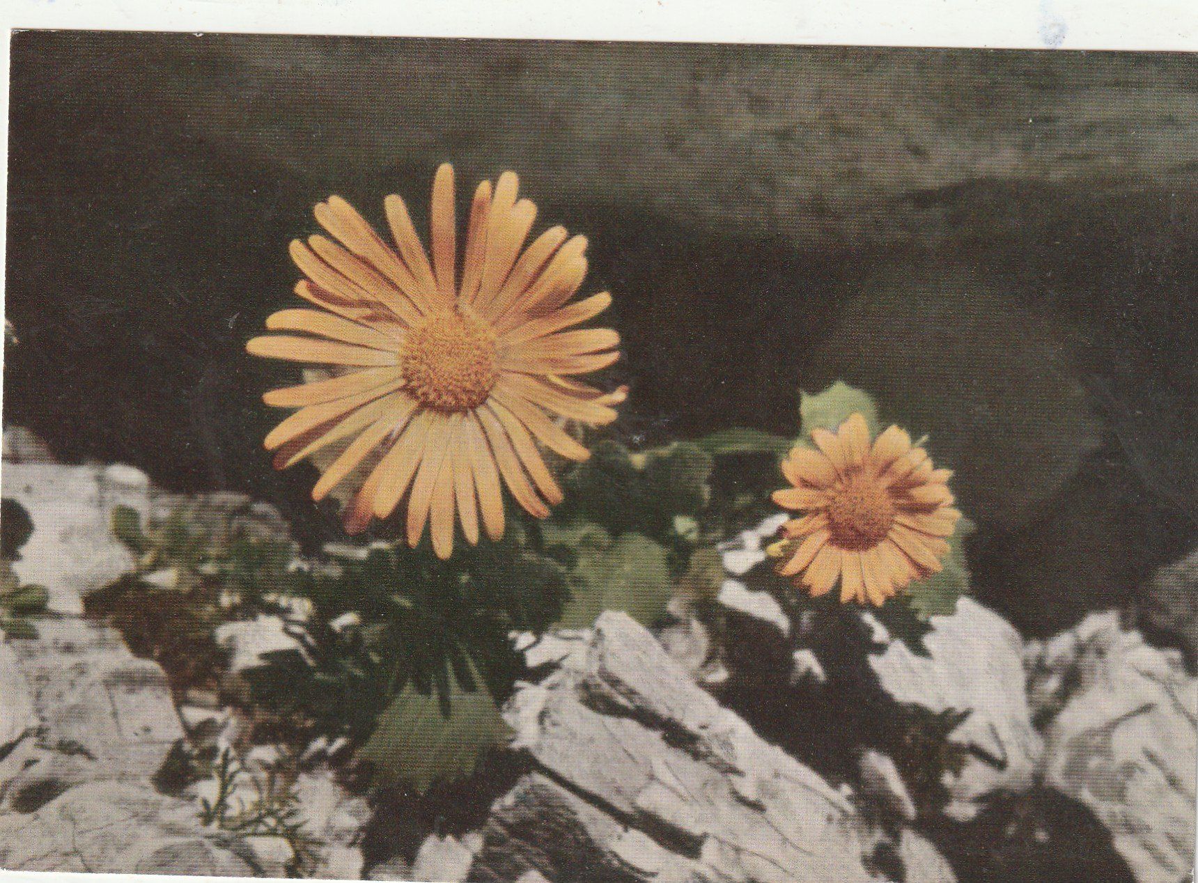 Ansichtskarten: Blumenkarte – Gebraucht aus Lumbrein von made02