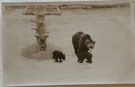 Fotokarte R. Jansky - Bern, Bären, Bärengraben