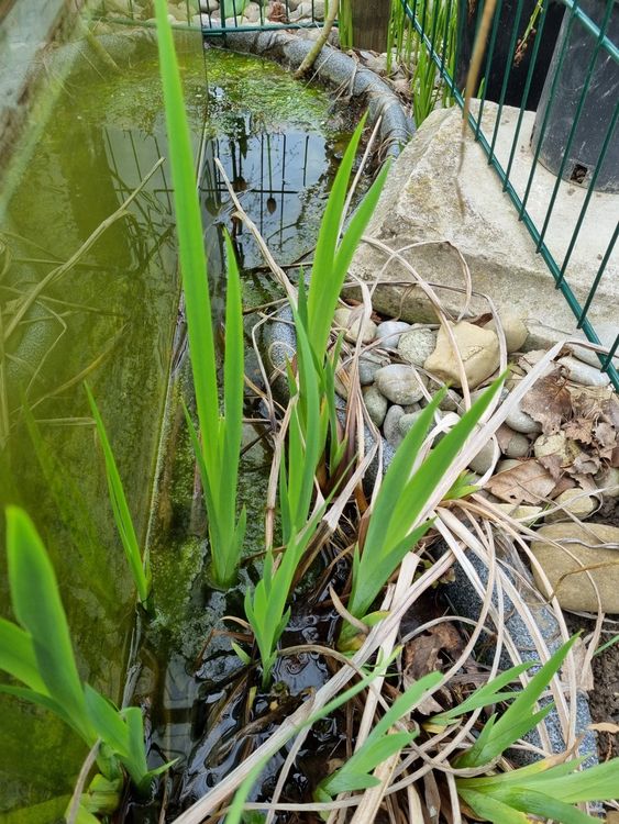 Teich Pflanzen Kaufen auf Ricardo