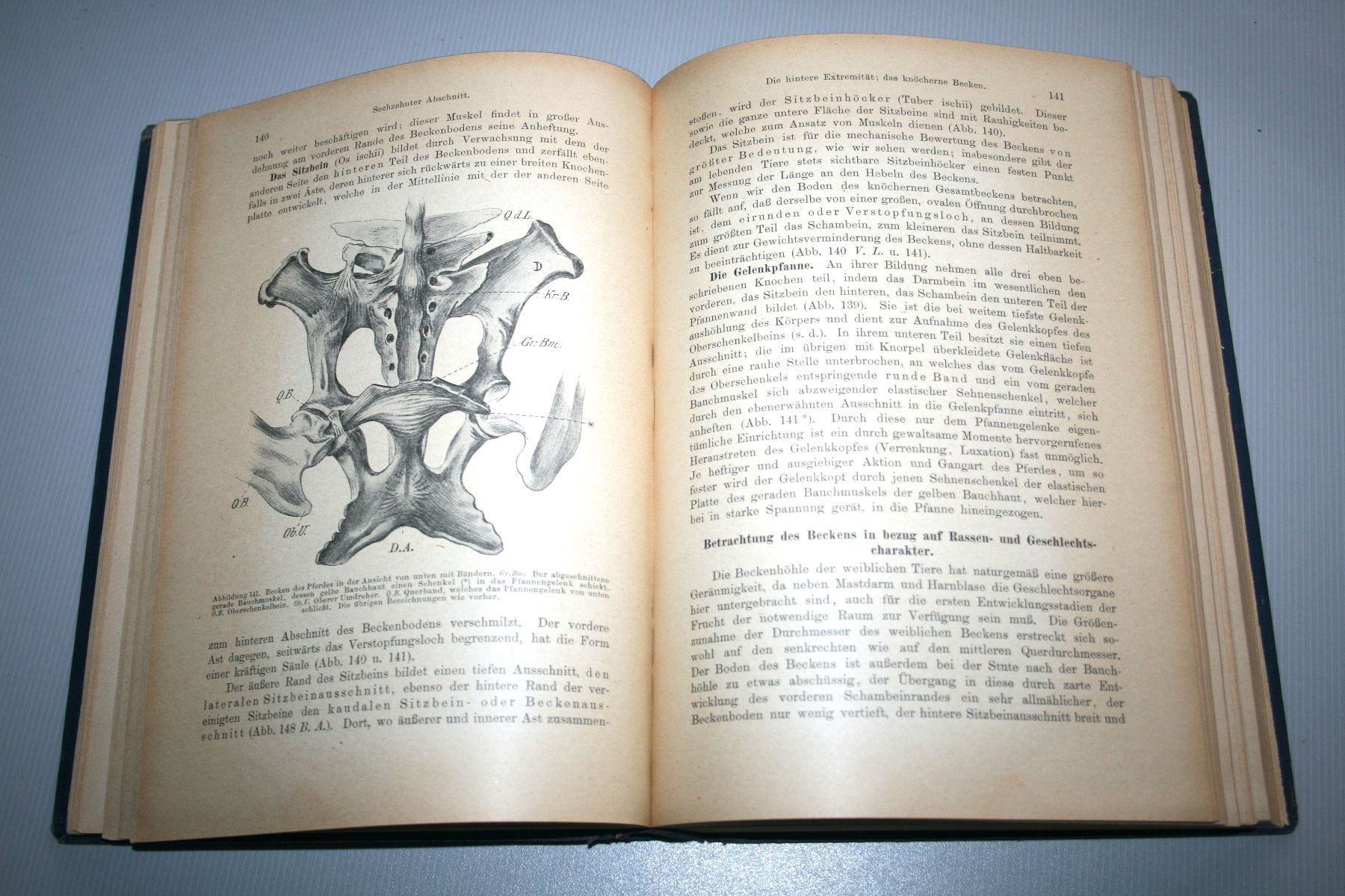 Libri: Disselhorst: Anatomie & Physiologie der Haussäugetiere, 1921 – Usato da Schaffhausen venduto da Kartenprofi 5