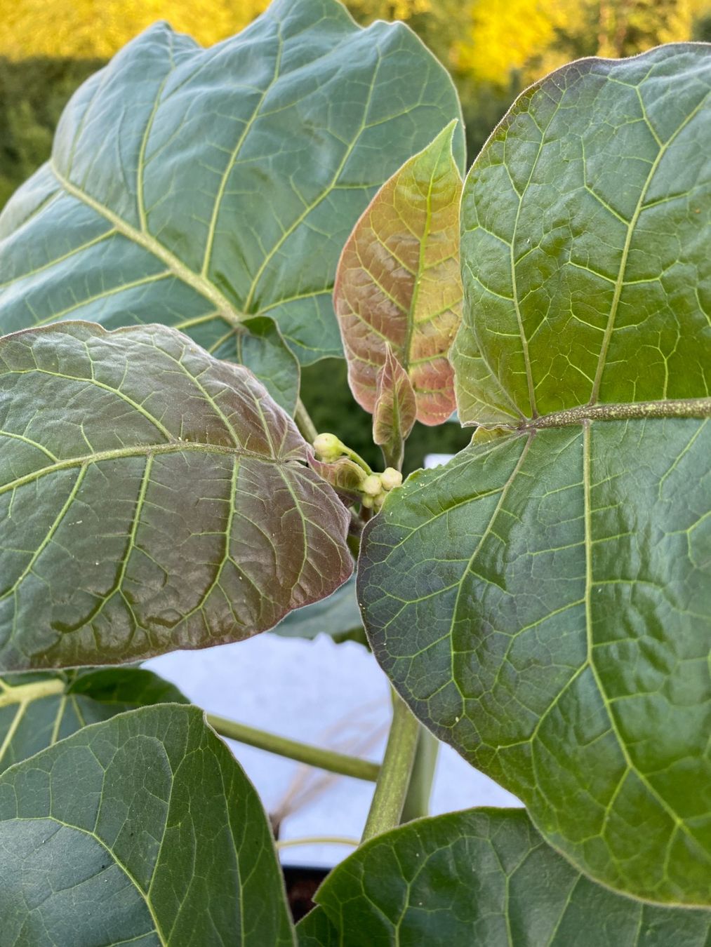 Pflanzen & Samen: Tamarillo Baumtomate ca. 60 cm mit Blüten – Gebraucht aus Emmen von ASFM64 1