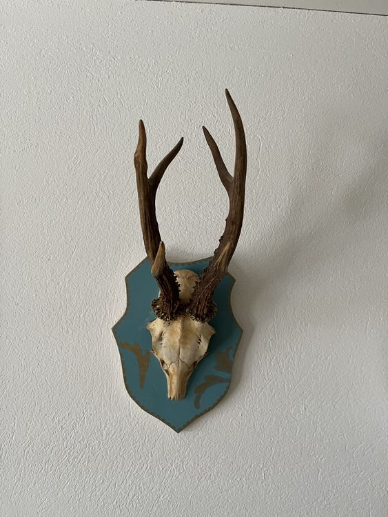 MUFFLON WIDDER TIER Präparat Fell Kopf Wand Trophäe Jagdtrophäe EUR 400