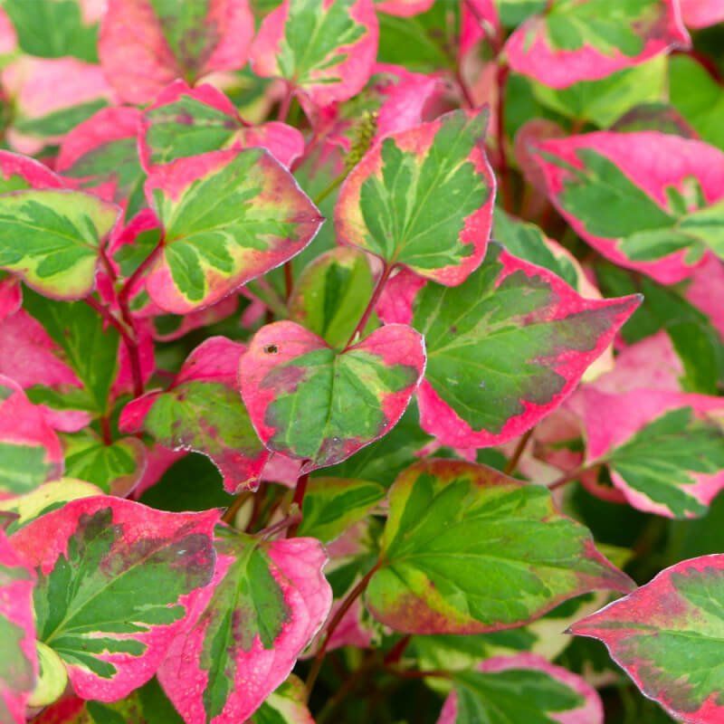 Pflanzen & Samen: Houttuynia cordata Chamelon 15-20cm – Neu (gemäss Beschreibung) aus Bremblens von FIBONACCI369