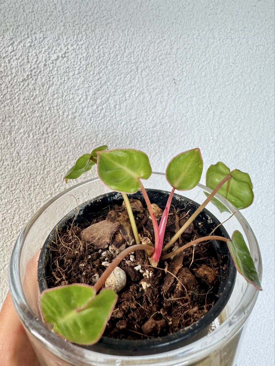Piante & sementi: Philodendron billietiae 🌿 – Nuovo (secondo la descrizione) da Bülach venduto da Bloom_Witch 2
