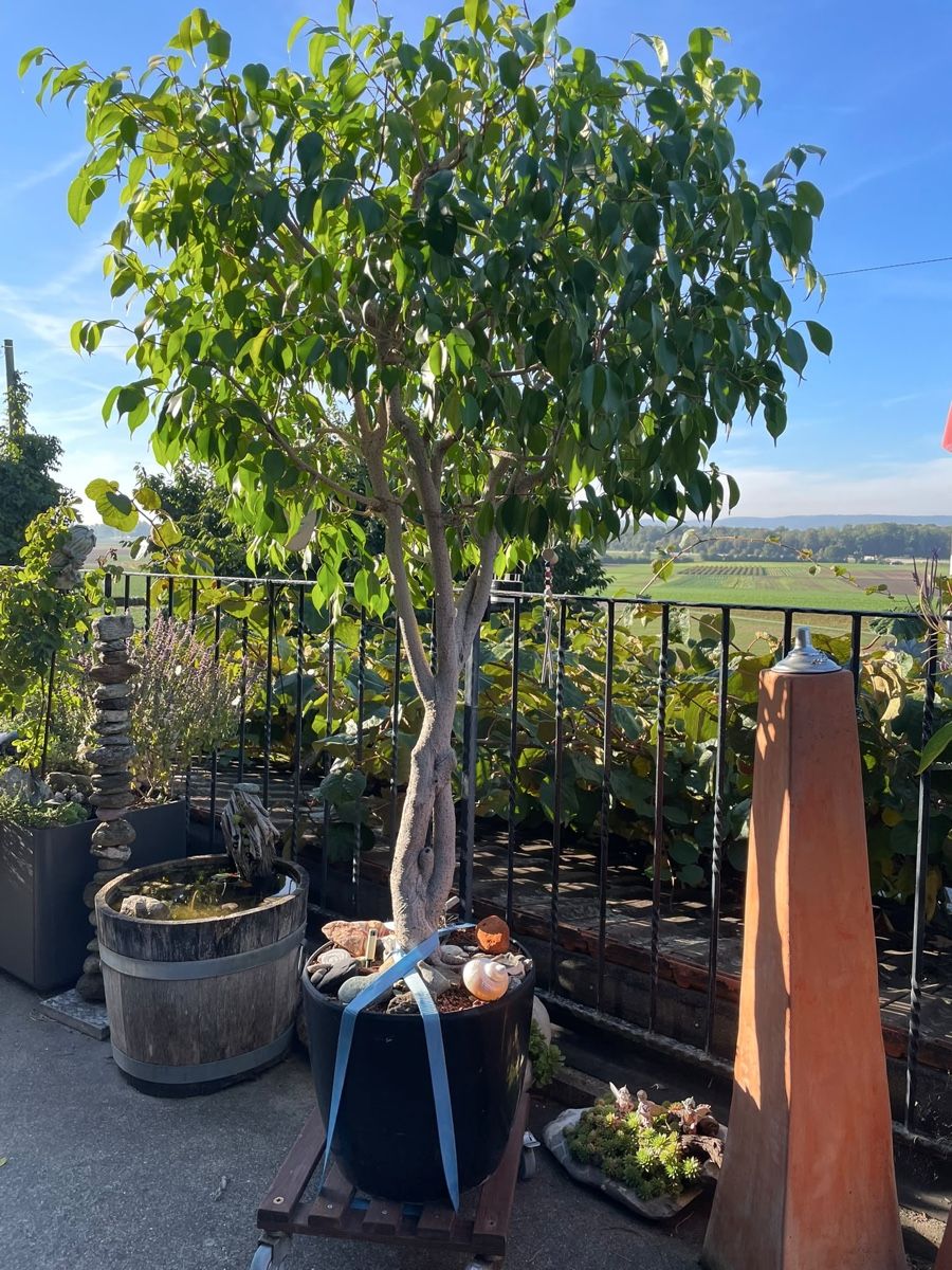 Piante & sementi: Ficus Benjamina – Usato da Benken ZH venduto da fabia.studer 1
