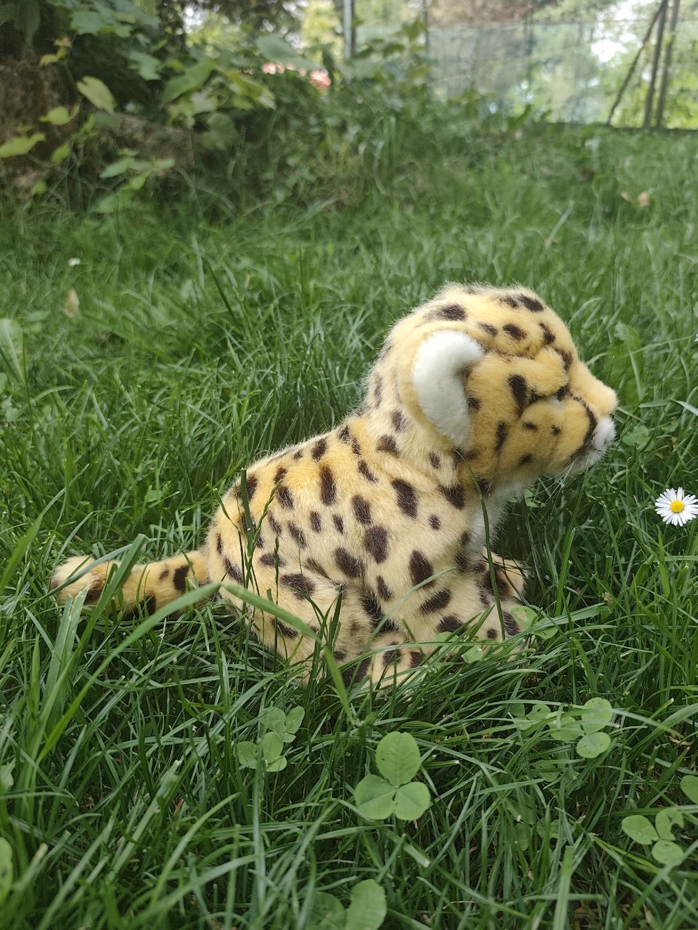 Spielzeuge: Baby Gepard Plüschtier – Gebraucht aus Wald ZH von Enyafay 1