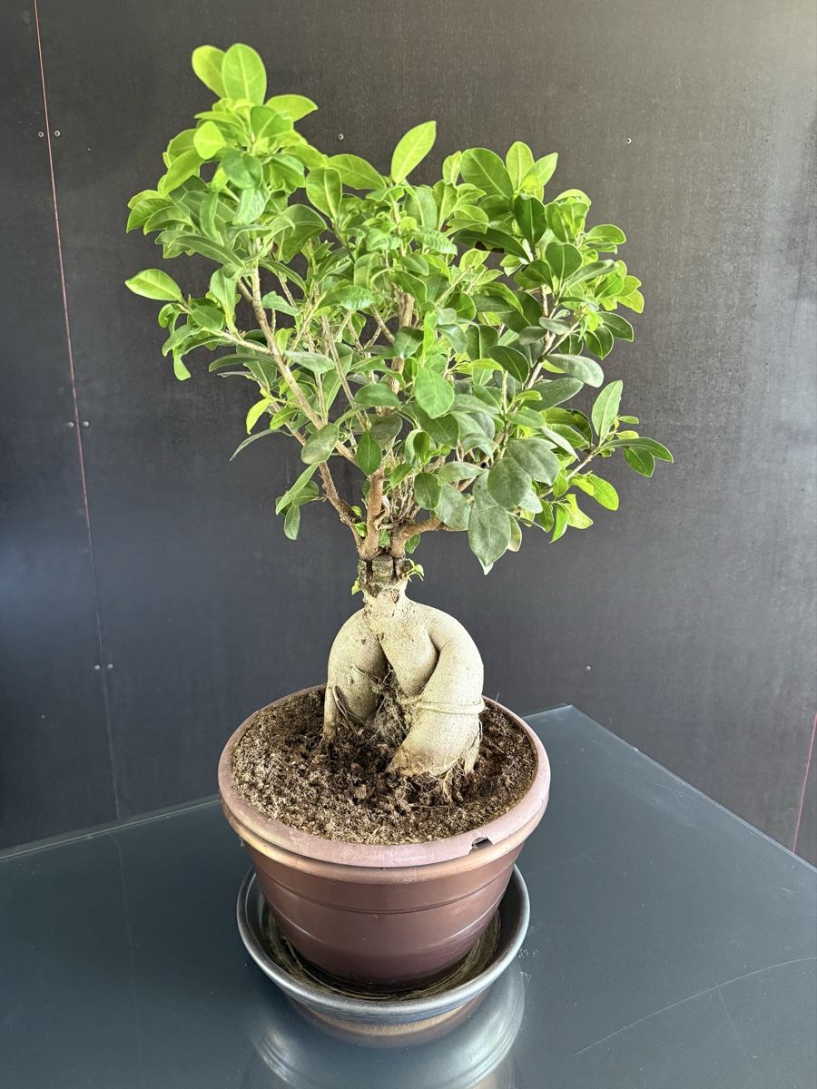 Piante & sementi: Bonsaï ficus ginseng – Usato da Bern venduto da LM08