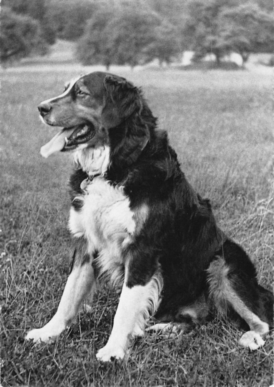Ansichtskarten: BERNER SENNENHUND - alte Postkare 1950, ab 1.-- – Gebraucht aus Winterthur von SchatzchischtliWinti