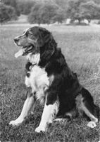 BERNER SENNENHUND - alte Postkare 1950, ab 1.--