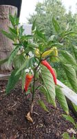Saatgut - 50 Samen Freilandpaprika "Sweet Banana"