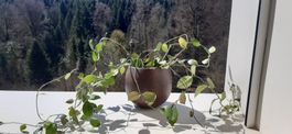 Kletterpflanze mit Topf