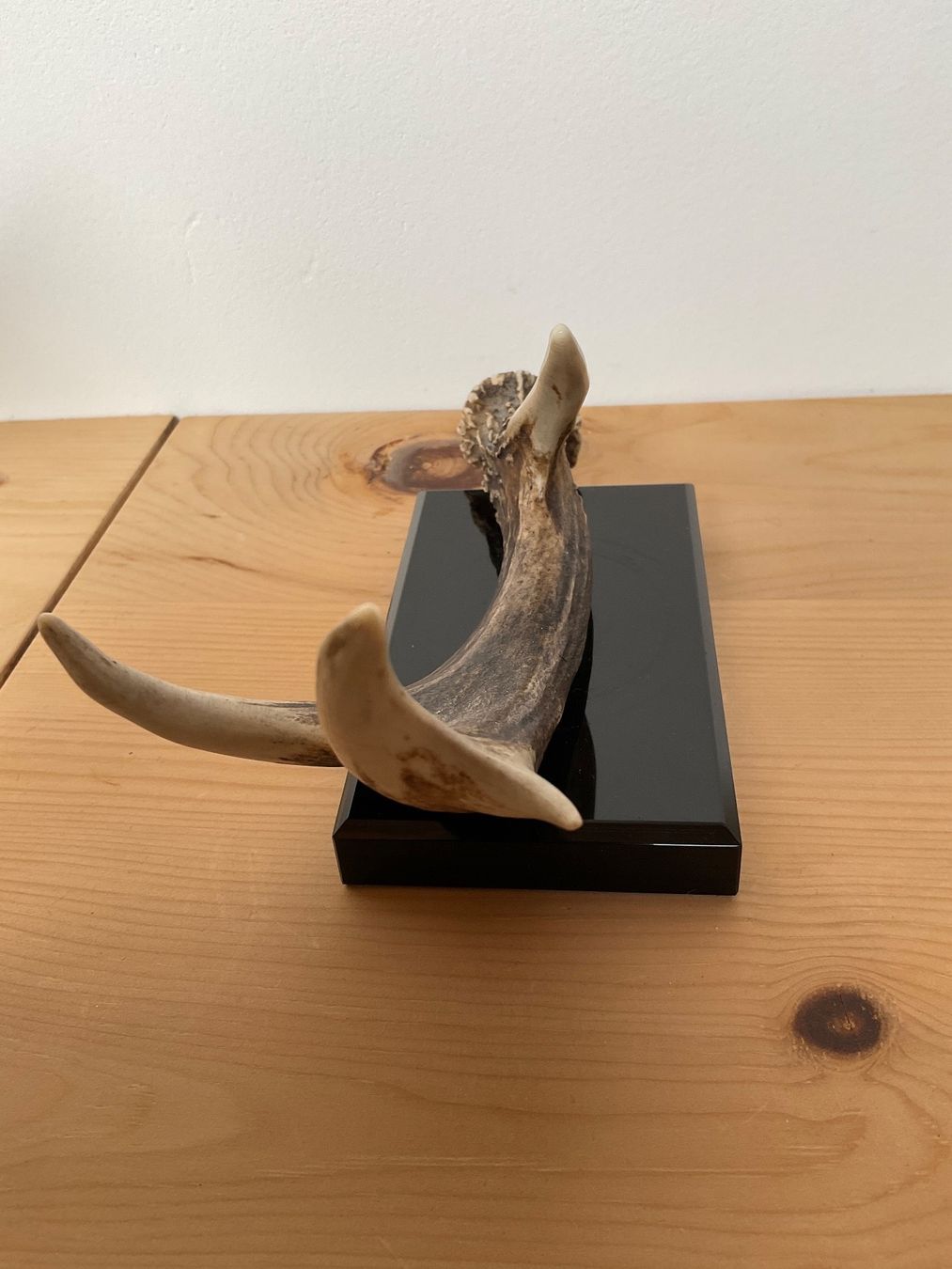 Sculture & Statue: Skulptur : Echtes Geweih auf Steinsockel – Usato da Scuol venduto da Lotus2020 3