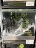 Glas- Terrarium 30x30x30